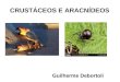 CRUSTÁCEOS E ARACNÍDEOS Guilherme Debortoli. CRUSTÁCEOS - Animais aquáticos, exceto os tatuzinhos de jardim (aprox. 50.000 mil sp). - Variedade de tamanhos