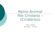 Reino Animal Filo Cnidaria – (Cnidários) Prof. Felipe Biologia – 1°ano