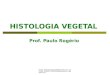 Email: prof.paulorogerio@hotmail.com Consulte o Blog:  HISTOLOGIA VEGETAL Prof. Paulo Rogério