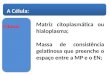 Matriz citoplasmática ou hialoplasma; Massa de consistência gelatinosa que preenche o espaço entre a MP e o EN; A Célula: Citosol: