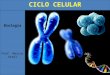 Biologia Prof. Marcos Areal CICLO CELULAR 1. Intérfase: Fase que precede qualquer divisão celular. Ocorre a duplicação do DNA e a formação de cromossomos