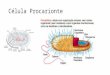 Célula Procarionte. Célula Eucarionte Membrana Plasmática Estrutura, envoltórios e especializações