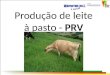 Produção de leite à pasto - PRV. PRV O que é? O Porque? De que maneira?