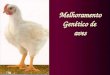 Melhoramento Genético de aves. AVES GÊNERO Archaeopterix Galinha Doméstica: Espécie Precursora G allus galuus (selvagem vermelha) Domesticação: Sudoeste