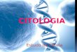 A Célula CitologiaMicroscópio É a área da Biologia responsável pelo estudo da célula. Depois do aprimoramento desse instrumento tornou-se possível o estudo
