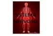 SISTEMA NERVOSO. Os nervos que levam informações da periferia do corpo para o SNC são os nervos sensoriais (nervos aferentes ou nervos sensitivos),