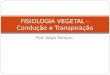 Prof. Regis Romero FISIOLOGIA VEGETAL – Condução e Transpiração