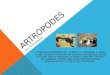 ARTRÓPODES PROF. REGIS ROMERO O filo dos artrópodes (gr. arthros = articulado + poda = pé) contém a maioria dos animais conhecidos (mais de 3 em cada 4