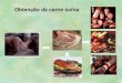 Obtenção da carne suína. Problemas associados a carne suína Os suínos apresentam susceptibilidade elevada para o desenvolvimento de carnes com características