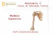 Anatomia I Curso de Educação Física Prof a : Cristiane Krás Borges Membro Superior