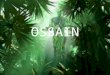 OSSAIN. OSSAIN Osanyin é a entidade das folhas sagradas, ervas medicinais e litúrgicas, identificado no jogo do merindilogun pelo odu iká e representado