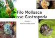 Filo Mollusca Classe Gastropoda Zoologia I Profa MSc Briseidy Soares