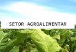 SETOR AGROALIMENTAR. ESPECIFICIDADE DO SETOR Produção local, vinculada a condições climáticas, biológicas e socioculturais específicas X Distribuição