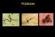 Filárias. -habitam sistema linfático e tecidos subcutâneos -8 espécies infectam o homem