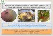 Monitoria e Maneio Integrado da mosca invasiva da fruta, Bactrocera invadens, em Moçambique Investigador principal: Domingos R. Cugala Faculdade de Agronomia
