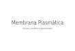 Membrana Plasmática Estrutura, envoltórios e especializações