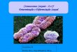 Cromossomos Sexuais - X e Y Determinação e Diferenciação Sexual Genética II Profa. Dra. Ana Elizabete Silva