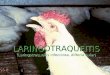 LARINGOTRAQUEITIS (Laringotraqueítis infecciosa, difteria aviar) LARINGOTRAQUEITIS (Laringotraqueítis infecciosa, difteria aviar)