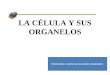 LA CÉLULA Y SUS ORGANELOS PROFESORA: CAROLINA OLIVARES MARDONES