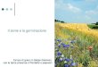 Il seme e la germinazione Campo di grano in Belgio (Hamois) con la tipica presenza di fiordalisi e papaveri
