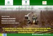 1 Lesperienza in campo e la redditività di unazienda della Pianura Padana impegnata nella coltivazione delle biomasse legnose Progetto EVASFO – Raccogliamo