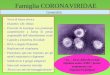 1 Famiglia CORONAVIRIDAE Generalità –Virus di forma sferica –Diametro 120-160nm –Provvisti di envelope con proiezioni caratteristiche a forma di petalo