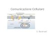 Comunicazione Cellulare S. Beninati. Trasduzione del segnale in tutti i metazoi o organismi pluricellulari, una complessa rete di comunicazione tra cellule