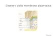 Strutture della membrana plasmatica 6 lezione. Le giunzioni cellulari Per funzionare in maniera integrata i diversi tipi cellulari hanno speciali giunzioni