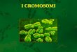 I CROMOSOMI. Il termine CROMOSOMA identifica alcune strutture presenti nel nucleo della cellula, con la capacità di acquisire alcuni coloranti IX secolo: