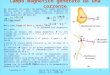 Lezione n. 9Corso di Fisica B, C.S.Chimica, A.A. 2001-02 1 Campo magnetico generato da una corrente Un elemento di carica dq genera un campo elettrico