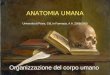ANATOMIA UMANA Università di Pavia, CdL in Farmacia, A.A. 2008-2009 Organizzazione del corpo umano