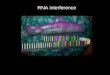 RNA interference. phenotype Forward genetics Reverse genetics Ricombinazione omologa in cellule embrionali staminali di topo: topi KO RNA antisenso RNA