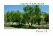 LOLIVO IN SARDEGNA Classe 2 B L'ulivo (Olea europea) della famiglia Oleacee originaria dell'Asia Minore è un albero molto longevo (può vivere parecchi