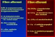 Fibre efferenti A : 10-20 μ x f.muscolari striate bianche A :5-15 μ x f. muscolari str. rosse e fibre extrafusali A : 2-10 μ x f. muscolari intrafusali