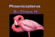 Nome scientifico:Phoenicopterus Nome sardo: Su Flammingu, mangoi o gent' arrubia Nome inglese: greater flamingo Classe:Aves Ordine:Phoenicopteriformes