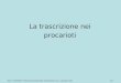 10 | 1Allison, FONDAMENTI DI BIOLOGIA MOLECOLARE, Zanichelli editore S.p.A. Copyright © 2008 La trascrizione nei procarioti