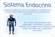 Il sistema Endocrino serve a regolare e controllare le funzioni dellorganismo attraverso la produzione di ormoni Gli ormoni sono prodotti dalle ghiandole