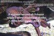 Il sistema nervoso di Octopus vulgaris come modello di studio della neurogenesi adulta Università degli studi di Napoli Federico II Dottorato di ricerca
