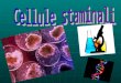 Le cellule staminali sono cellule primitive, ossia non specializzate, dotate della singolare capacità di trasformarsi, a partire dall’embrione e per tutta