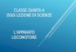 CLASSE QUINTA A OGGI LEZIONE DI SCIENZE L’APPARATO LOCOMOTORE