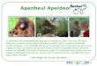 Apenheul Apeldoorn ‘In Apenheul, het wereldberoemde apenpark te Apeldoorn, lopen meer dan 200 apen helemaal vrij tussen de bezoekers! Nergens ter wereld