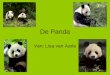 De Panda Van: Lisa van Aarle. Inhoud 1.Welke soorten panda’s zijn er? 2.Het leefgebied van de reuzenpanda. 3.Hoe ziet de reuzenpanda eruit? 4.Eten en