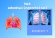 Paragraaf 4 Het ademhalingsstelsel. strottenhoofd longblaasjes keelholte luchtpijp bronchie neusholte mondholte long