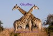 Giraffen Gemaakt door Melissa van Lijssel. Inhoud Waarom dit onderwerp? Soort dier Uiterlijk Zintuigen De organen Hoe leeft een giraffe? Bedreiging en