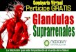 Glandulas Suprarrenales GRATIS