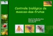 V WSF, Juazeiro –  Beatriz jordão - Controle biológico de moscas-das-frutas