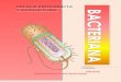 Celula procariota bacteriana y extructura