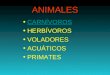 Presentación Animales