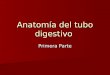 Anatomía del Tubo Digestivo - Primera Parte