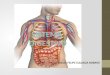 Histologia sistema digestivo (cavidad bucal, tubo digestivo) // Oscar Felipe  Zuluaga Robayo